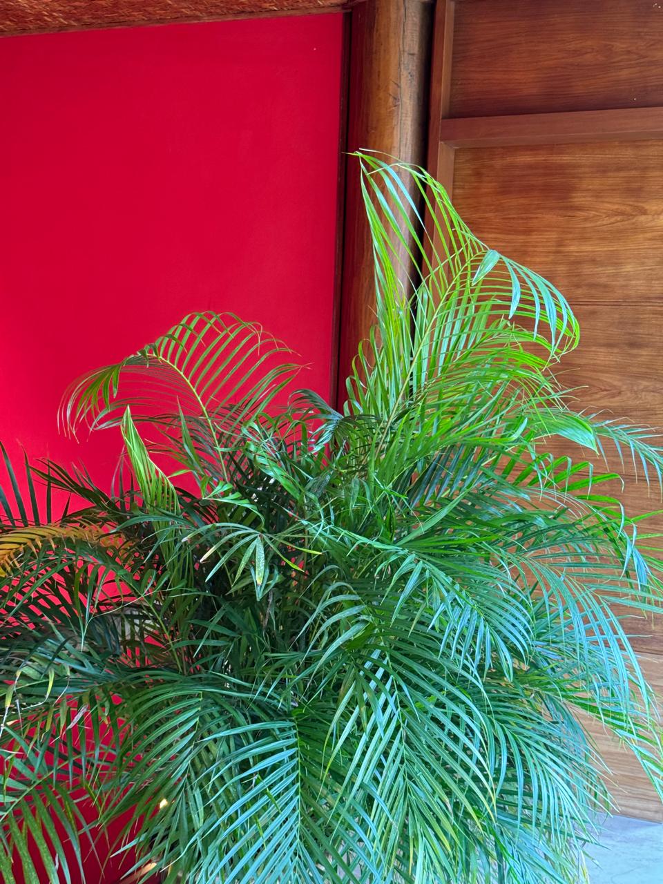 Cópia de IMG-20241008-WA0044