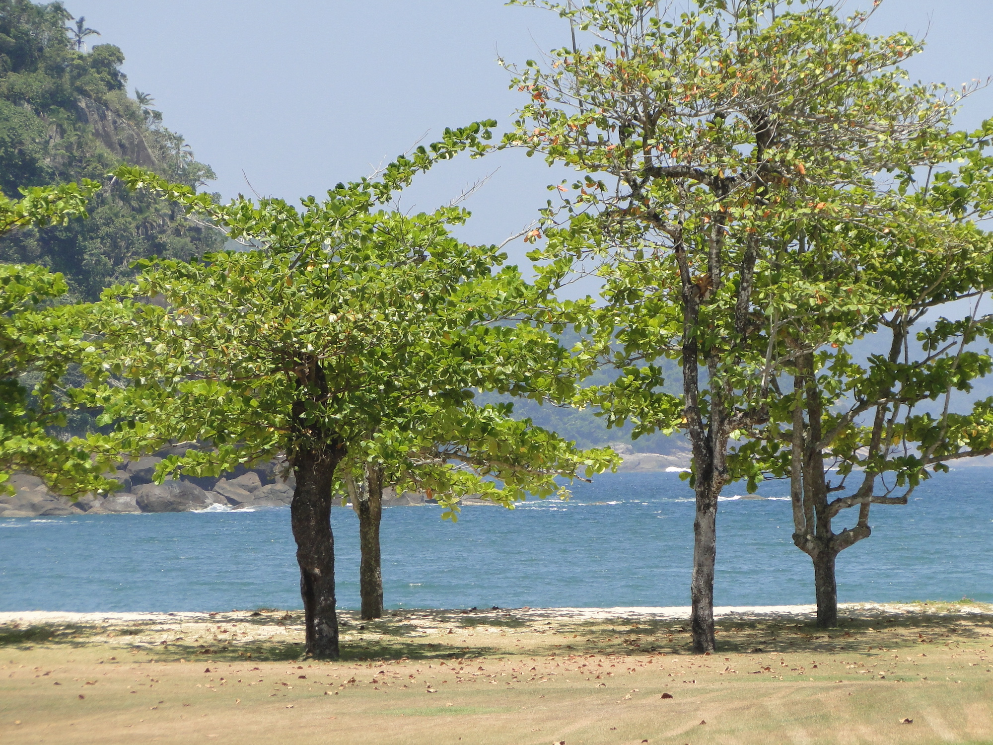 Cópia de LARANJEIRAS 249