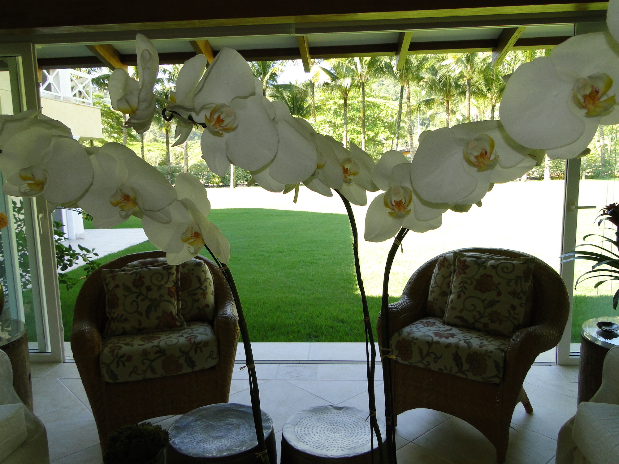 Cópia de LARANJEIRAS 269