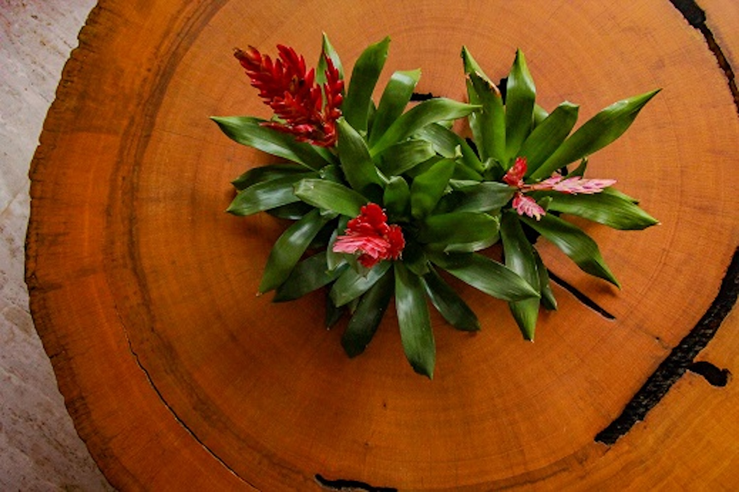 Cópia de área externa_sala 1_arte 1-3 - Copia 2